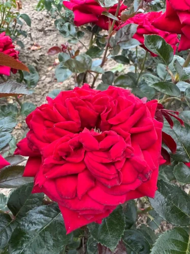 roza-wielkokwiatowa-czerwono-fioletowa1-floravi.pl