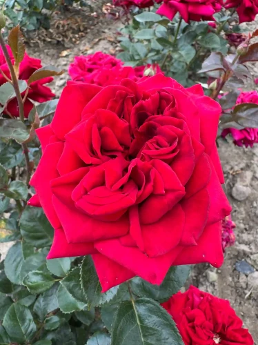 roza-wielkokwiatowa-czerwono-fioletowa2-floravi.pl