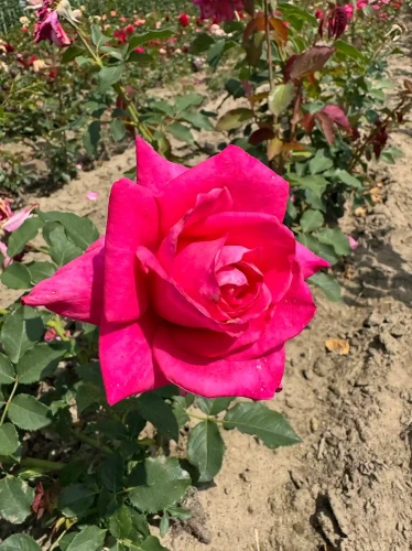roza-wielkokwiatowa-intensywny-roz1-floravi.pl