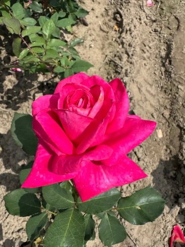 roza-wielkokwiatowa-intensywny-roz2-floravi.pl