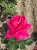 roza-wielkokwiatowa-intensywny-roz2-floravi.pl