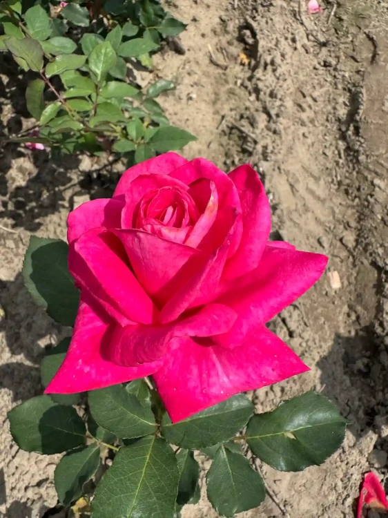 roza-wielkokwiatowa-intensywny-roz2-floravi.pl
