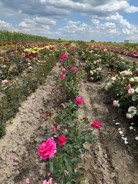 roza-wielkokwiatowa-intensywny-roz3-floravi.pl