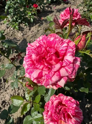 roza-wielkokwiatowa-bialo-rozowa-paskowana1-floravi.pl