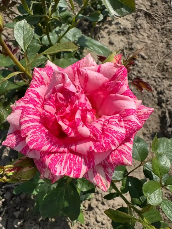 roza-wielkokwiatowa-bialo-rozowa-paskowana2-floravi.pl