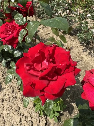 roza-wielkokwiatowa-intensywnie-czerwona1-floravi.pl