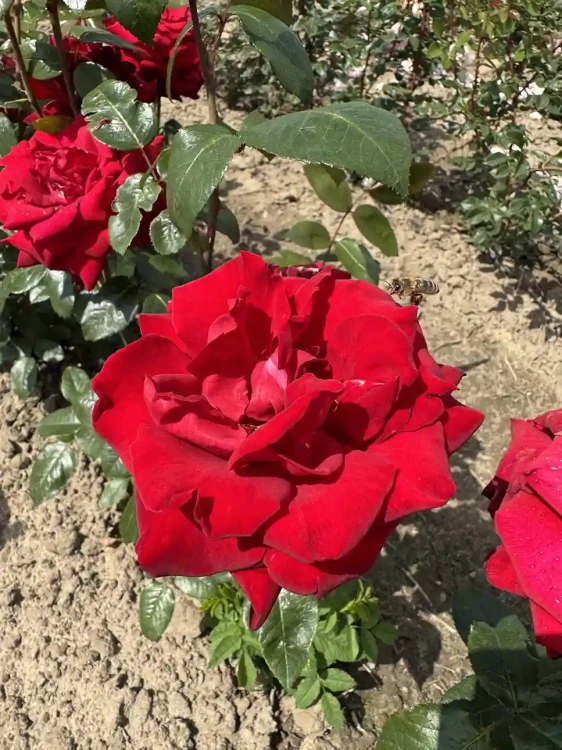 roza-wielkokwiatowa-intensywnie-czerwona1-floravi.pl