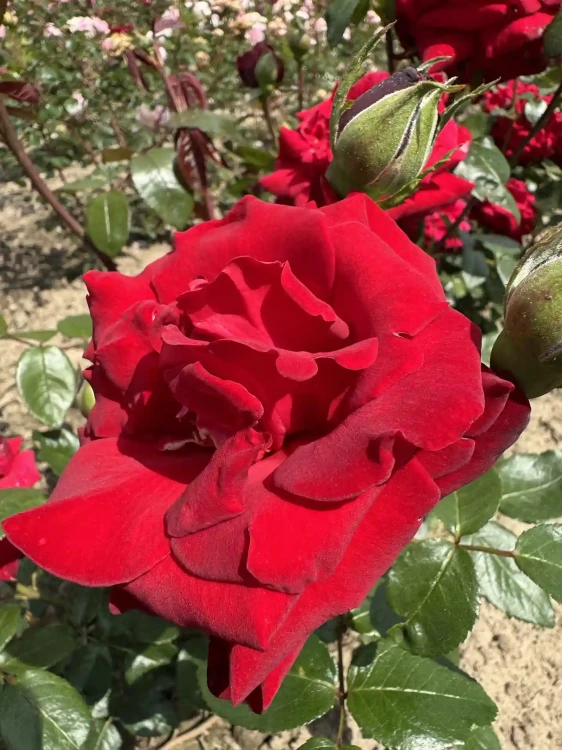 roza-wielkokwiatowa-intensywnie-czerwona2-floravi.pl