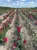 roza-wielkokwiatowa-amarantowa3-floravi.pl