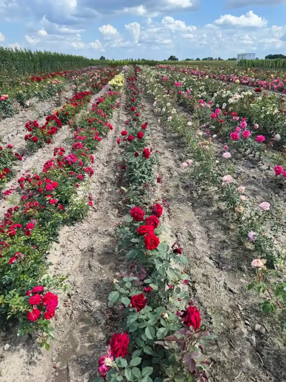 roza-wielkokwiatowa-amarantowa3-floravi.pl