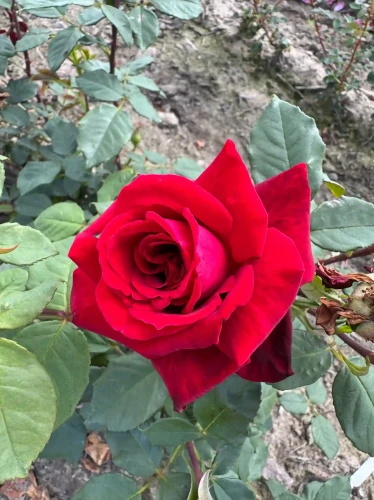 roza-wielkokwiatowa-amarantowa1-floravi.pl