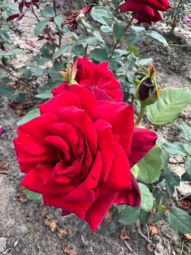 roza-wielkokwiatowa-amarantowa2-floravi.pl