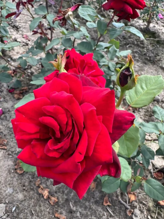 roza-wielkokwiatowa-amarantowa2-floravi.pl