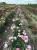 roza-wielkokwiatowa-rozowa-pelna3-floravi.pl