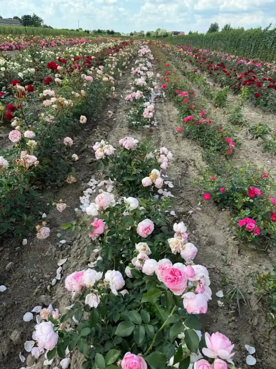 roza-wielkokwiatowa-rozowa-pelna3-floravi.pl