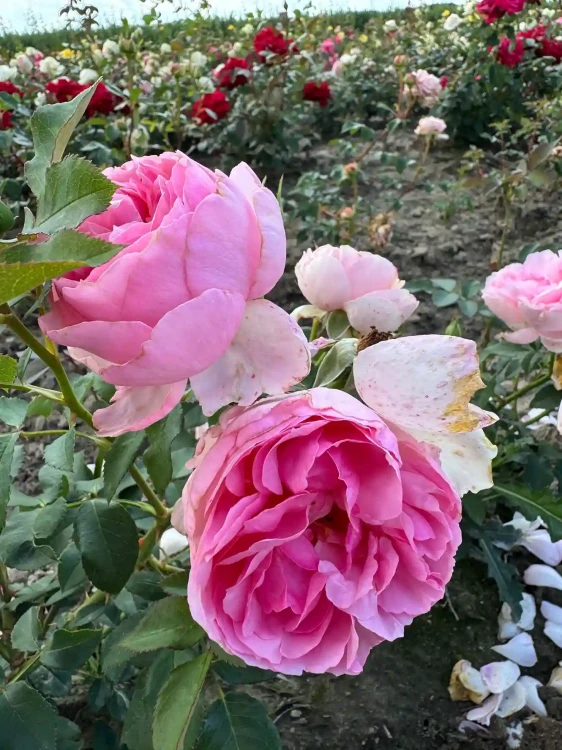 roza-wielkokwiatowa-rozowa-pelna2-floravi.pl