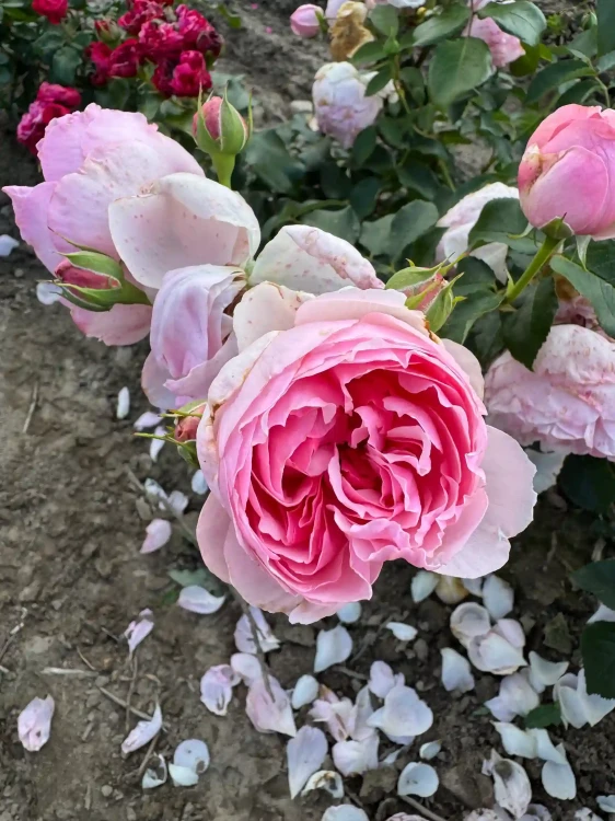 roza-wielkokwiatowa-rozowa-pelna1-floravi.pl