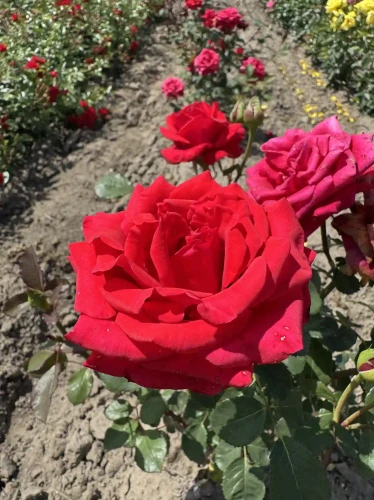roza-wielkokwiatowa-intensywnie-czerwona2-floravi.pl