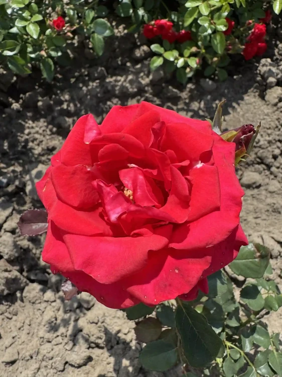 roza-wielkokwiatowa-intensywnie-czerwona1-floravi.pl