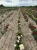 roza-wielkokwiatowa-morelowo-blado-rozowa3-floravi.pl