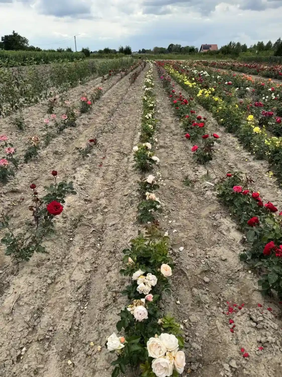 roza-wielkokwiatowa-morelowo-blado-rozowa3-floravi.pl