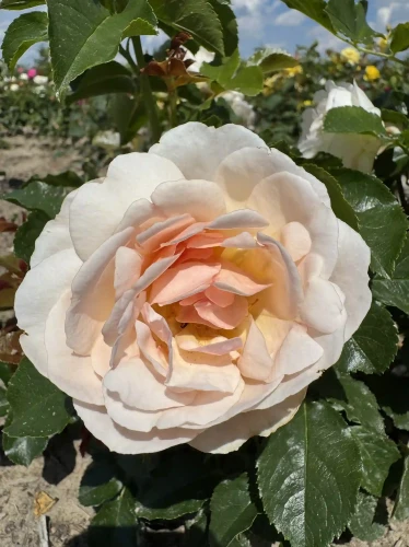 roza-wielkokwiatowa-morelowo-blado-rozowa2-floravi.pl