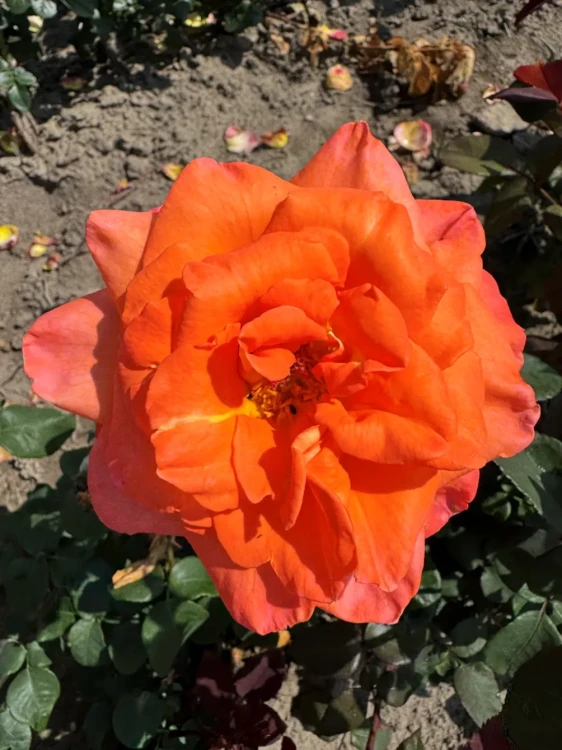 roza-wielkokwiatowa-pomaranczowo-lososiowa1-floravi.pl