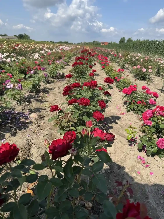 roza-wielkokwiatowa-ciemno-czerwona3-floravi.pl