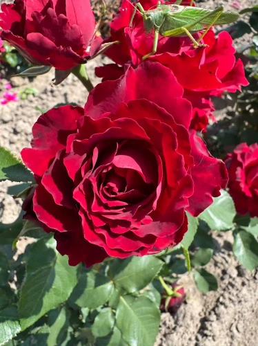 roza-wielkokwiatowa-ciemno-czerwona2-floravi.pl