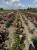 roza-wielkokwiatowa-rozowo-zolta3-floravi.pl