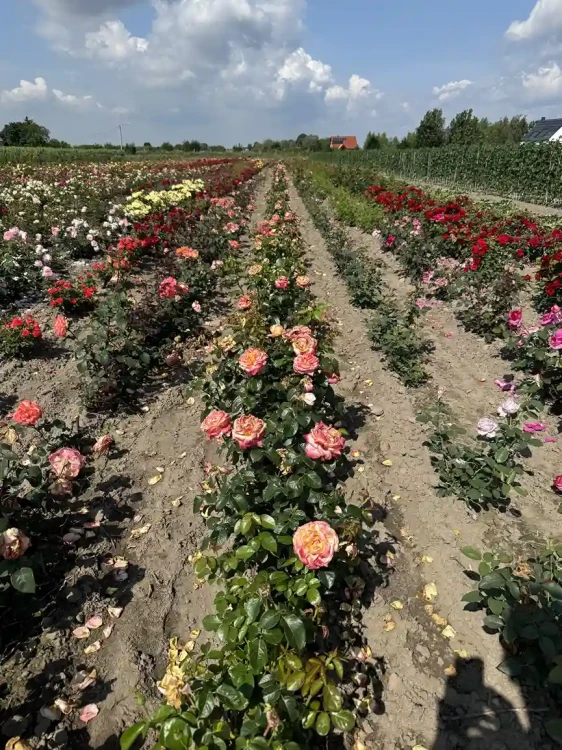 roza-wielkokwiatowa-rozowo-zolta3-floravi.pl