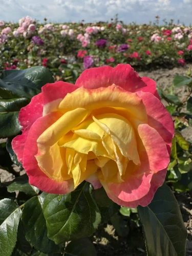 roza-wielkokwiatowa-rozowo-zolta1-floravi.pl
