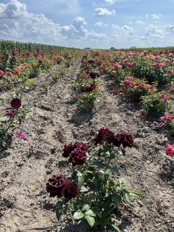 roza-wielkokwiatowa-burgundowa4-floravi.pl