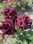 roza-wielkokwiatowa-burgundowa3-floravi.pl