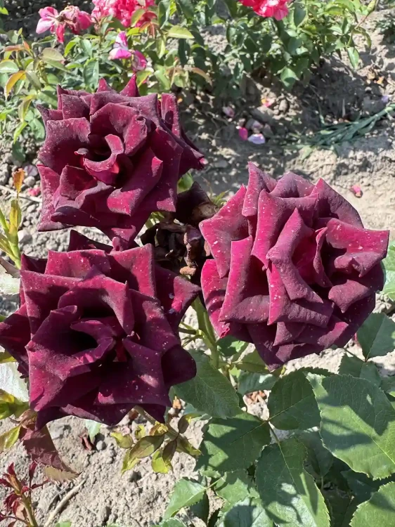 roza-wielkokwiatowa-burgundowa3-floravi.pl
