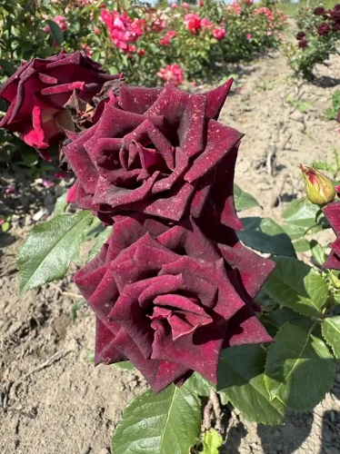 roza-wielkokwiatowa-burgundowa2-floravi.pl