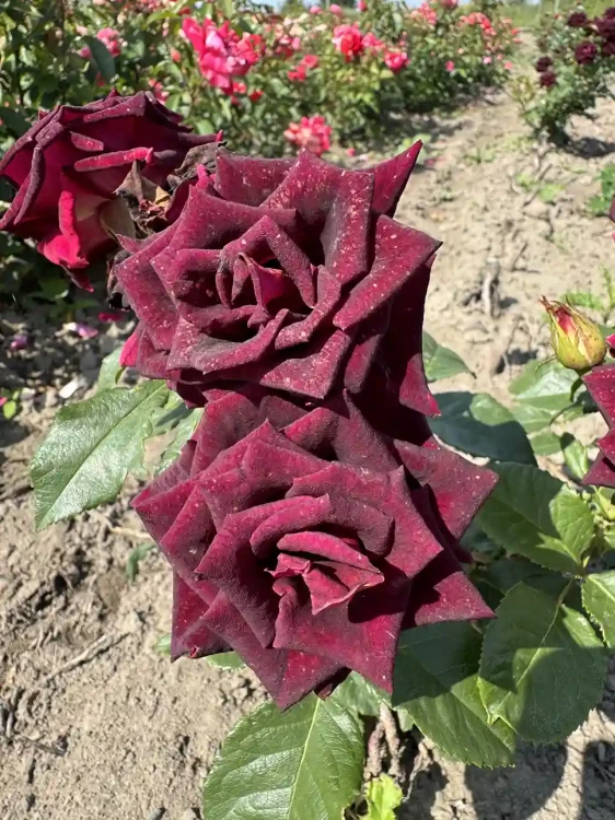 roza-wielkokwiatowa-burgundowa2-floravi.pl