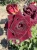 roza-wielkokwiatowa-burgundowa1-floravi.pl