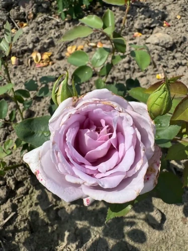 roza-wielkokwiatowa-lawendowa2-floravi.pl