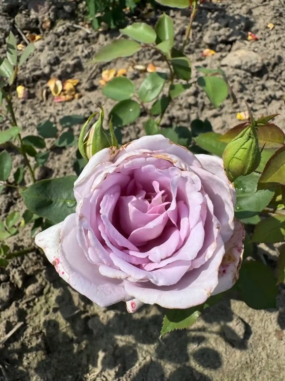 roza-wielkokwiatowa-lawendowa2-floravi.pl
