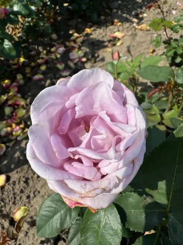 roza-wielkokwiatowa-lawendowa1-floravi.pl