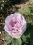 roza-wielkokwiatowa-lawendowa1-floravi.pl