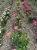roza-wielkokwiatowa-pomaranczowo-zolto-rozowa3-floravi.pl