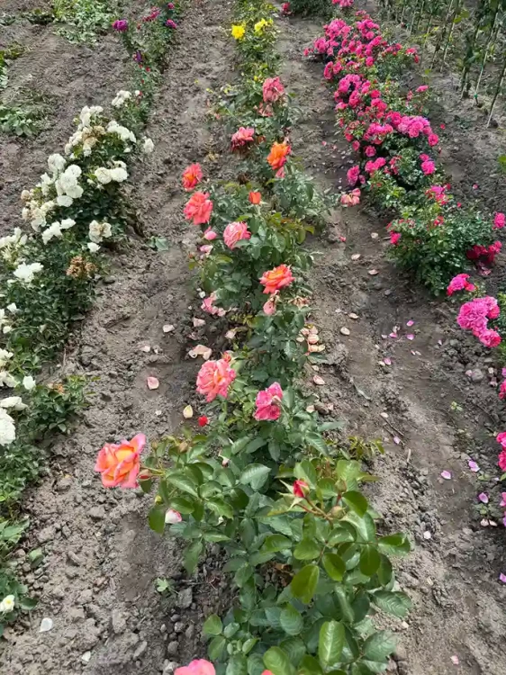 roza-wielkokwiatowa-pomaranczowo-zolto-rozowa3-floravi.pl