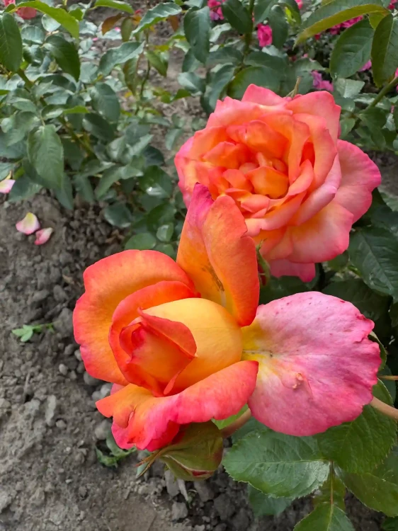 roza-wielkokwiatowa-pomaranczowo-zolto-rozowa1-floravi.pl