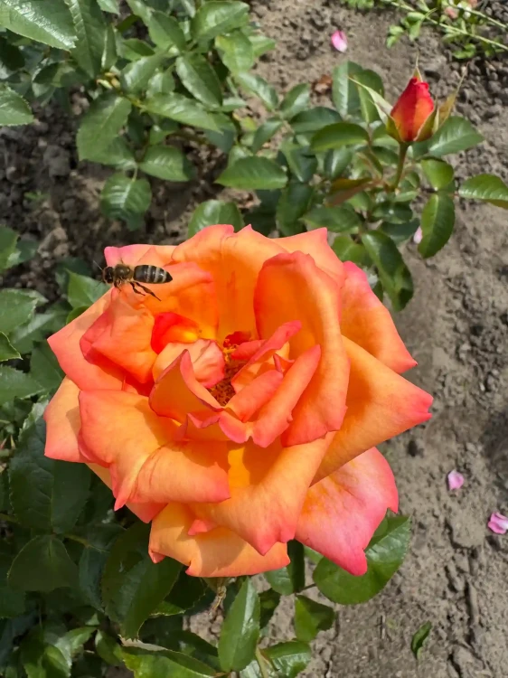 roza-wielkokwiatowa-pomaranczowo-zolto-rozowa2-floravi.pl