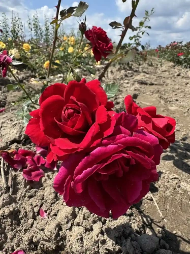 roza-pnaca-fioletowo-czerwona2-floravi.pl