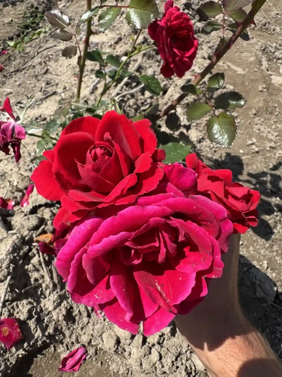 roza-pnaca-fioletowo-czerwona1-floravi.pl