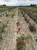roza-pnaca-fioletowo-czerwona3-floravi.pl