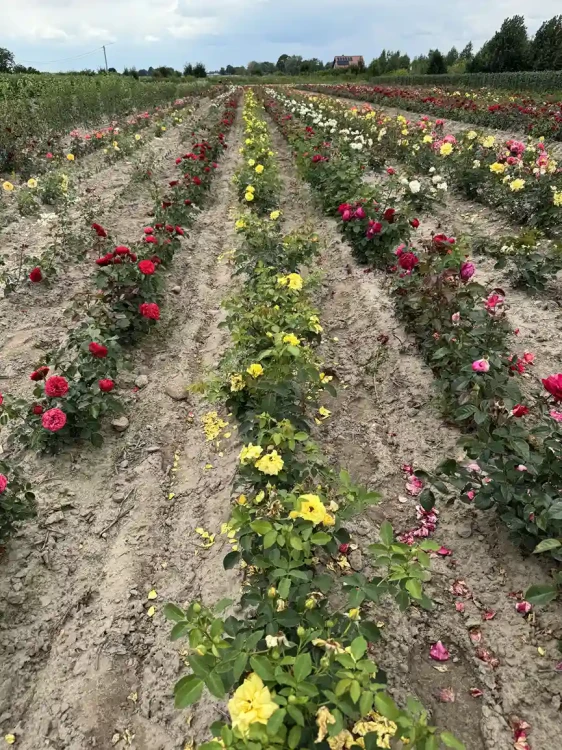 roza-pnaca-zolta3-floravi.pl